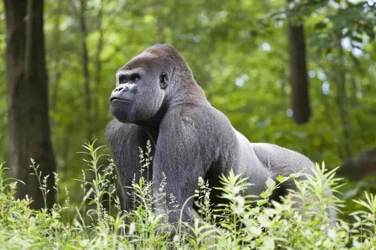 Silverback-gorilla