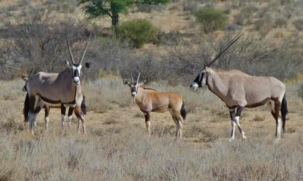 Ekte horn hos antiloper