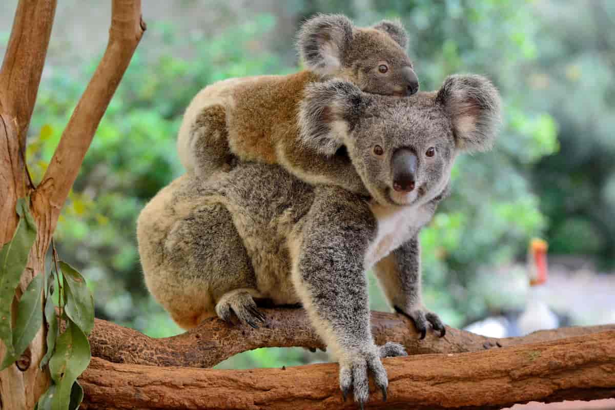 Koala med unge