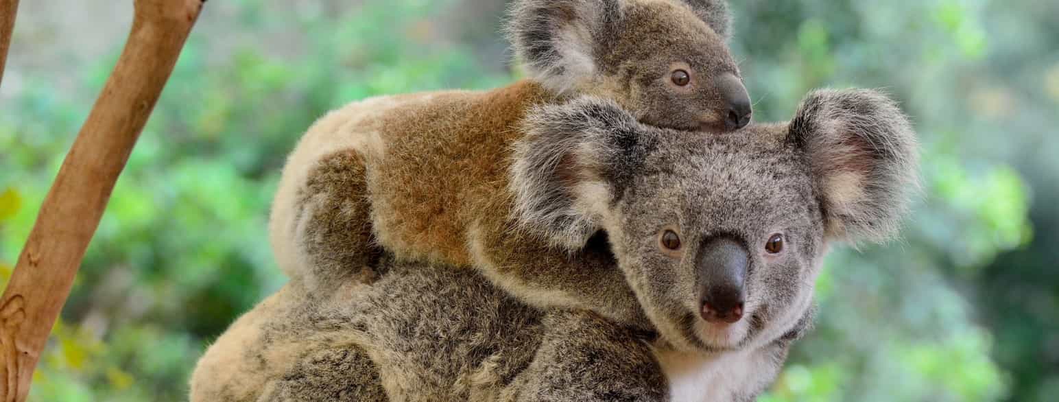 Koala  med unge på ryggen