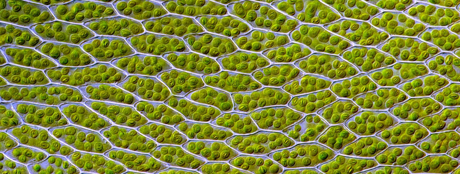 Skruevrangmosens bladceller inneholder runde kloroplaster.