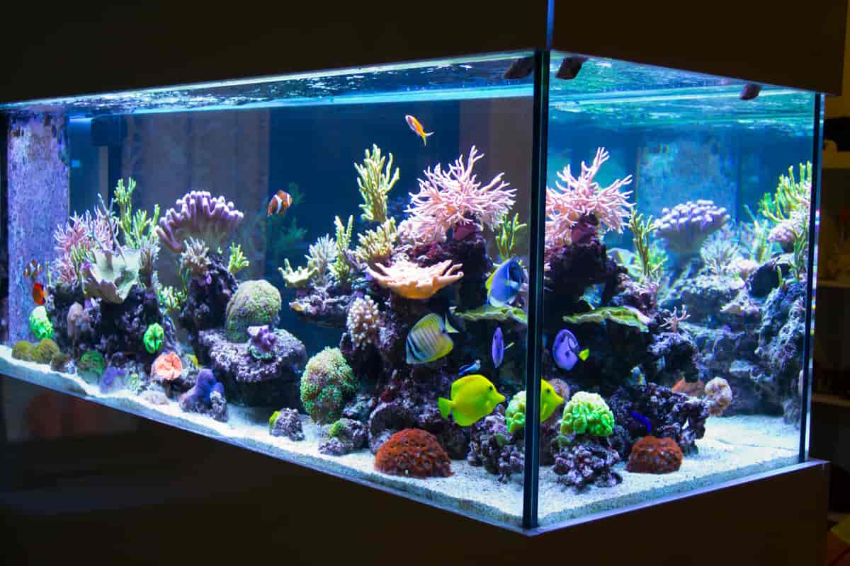 korallrevakvarium