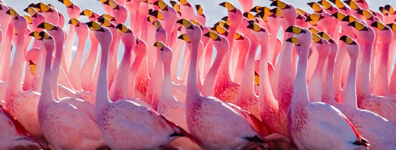 puna-flamingo
