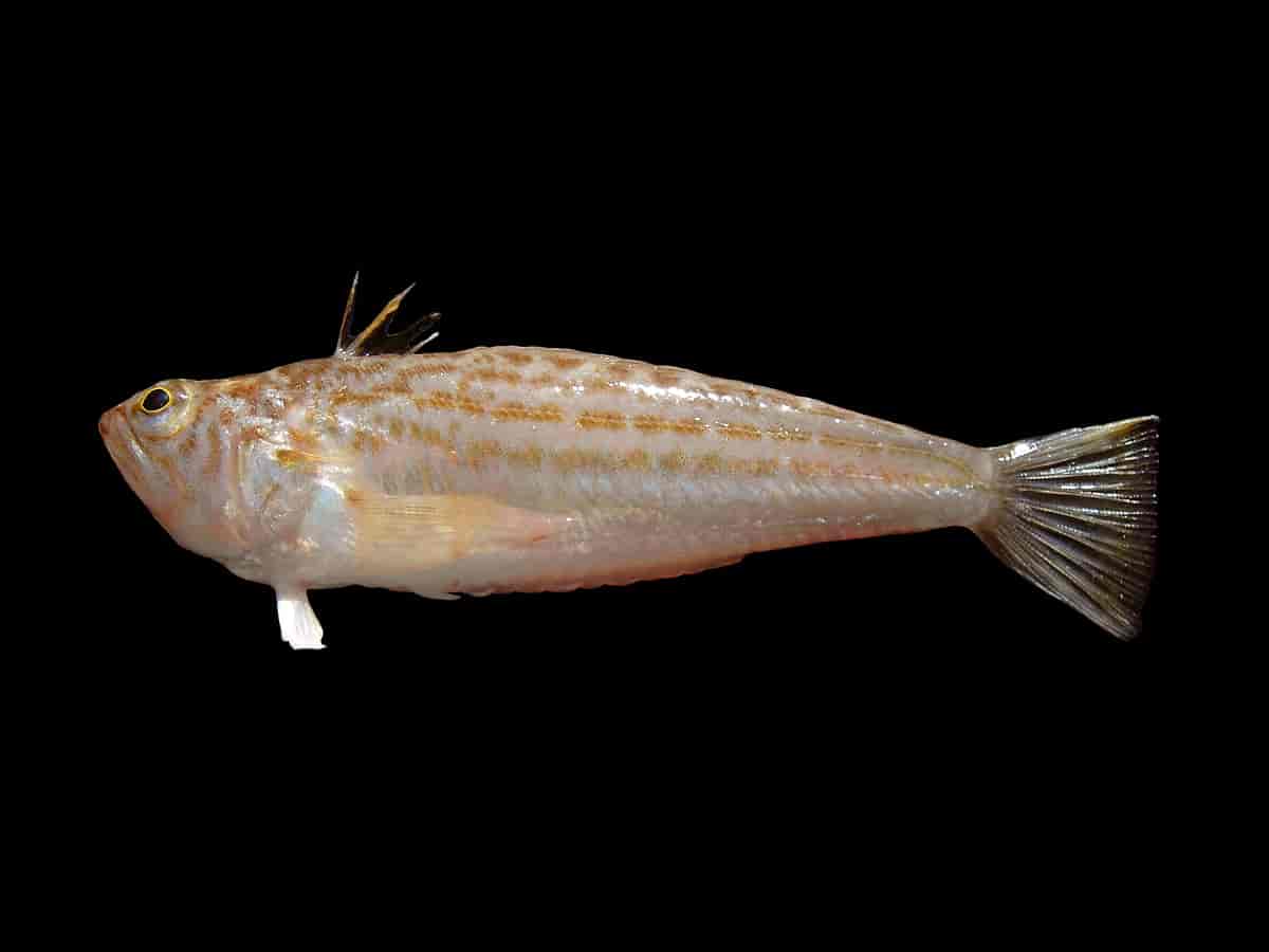 Echiichthys vipera (lateral)