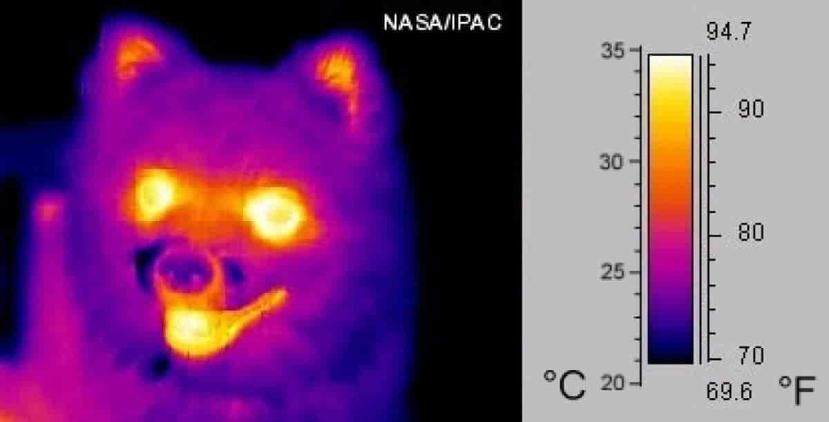 infrarødt fotografi av hund