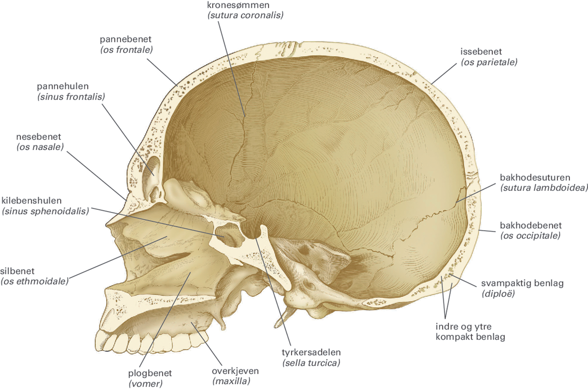 Лобные латынь. Apertura Sinus frontalis на лобной кости. Диплоэ это анатомия. Fovea trochlearis лобной кости.