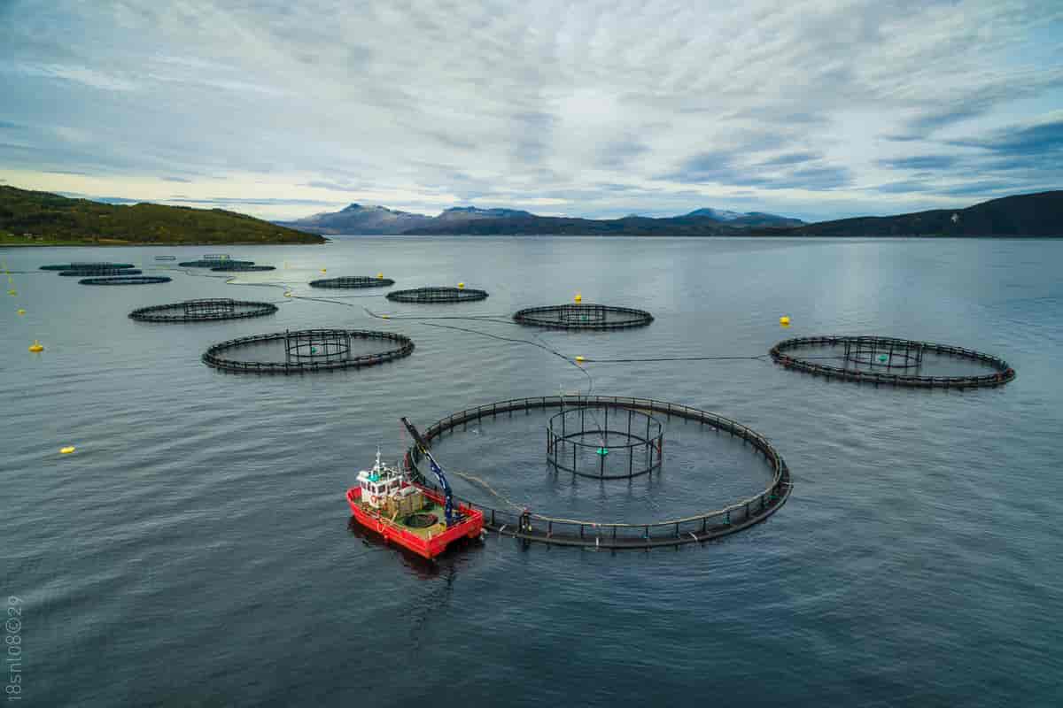 Fiskeoppdrettsanlegg i Nordland