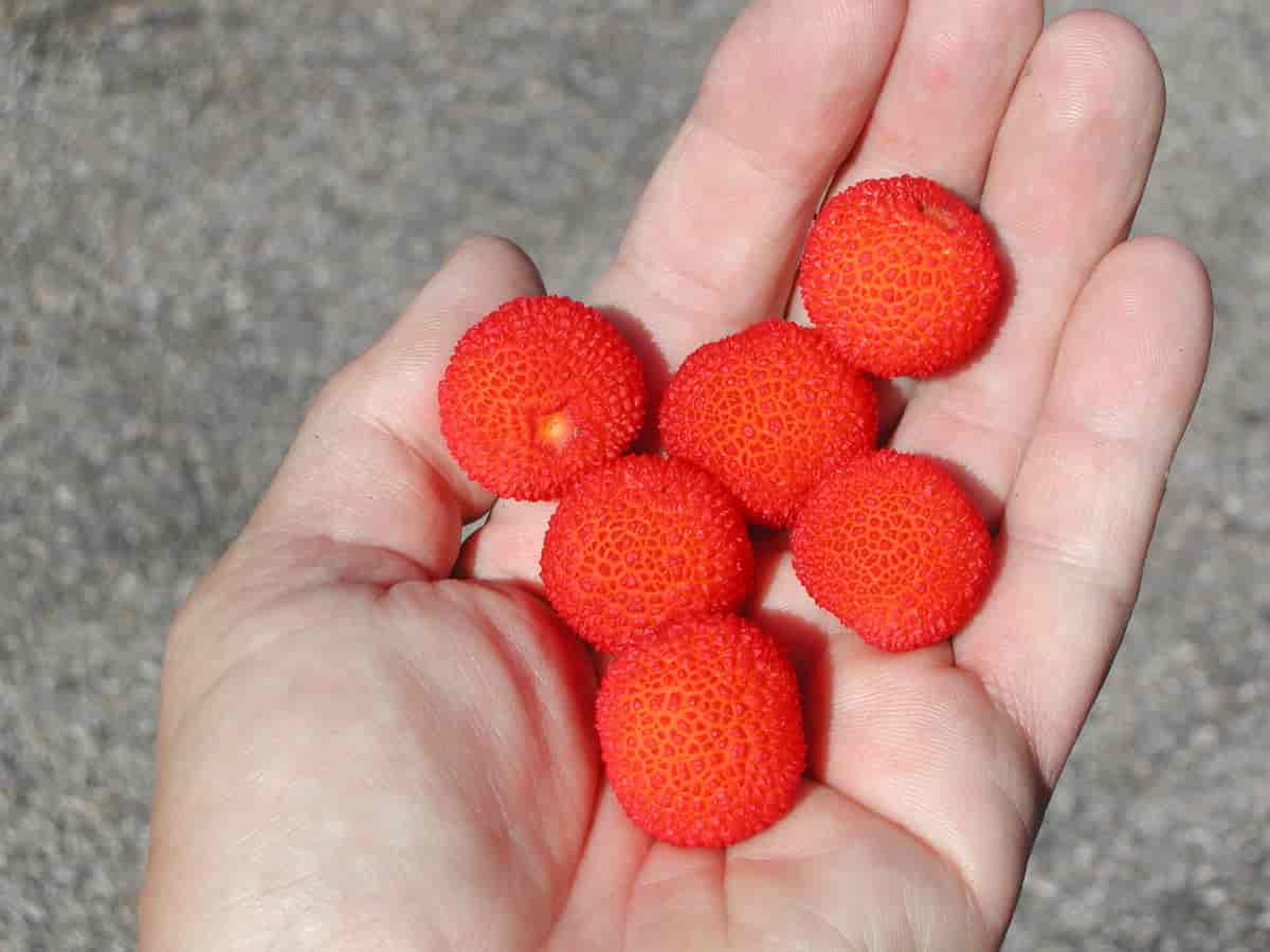 Bær jordbærtre