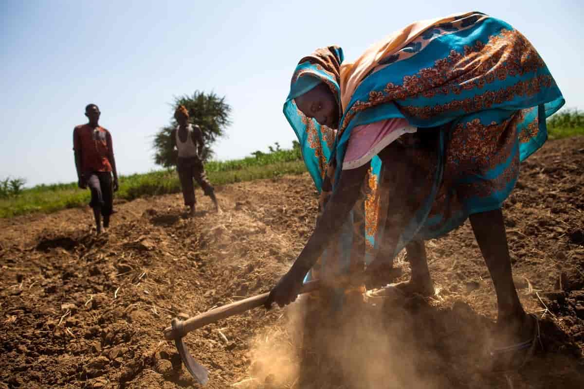 Jordbruk i Tsjad