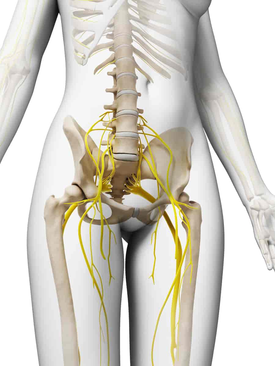 Forenklet illustrasjon av kvinnelig bekken med nerver