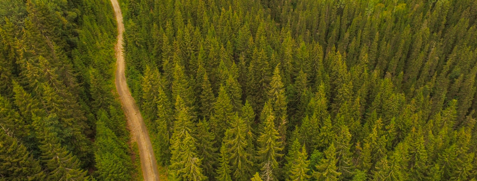 Skogsbilvei gjennom en skog i Nord-Torpa