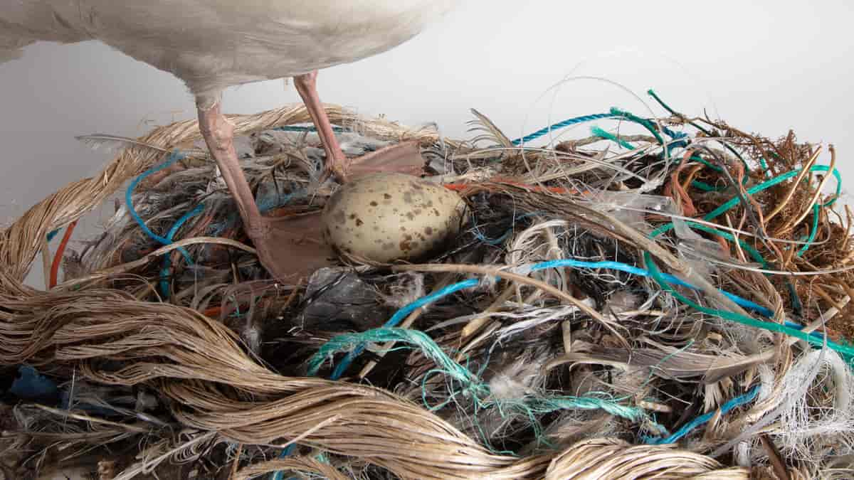 Fuglereir bygget av søppel