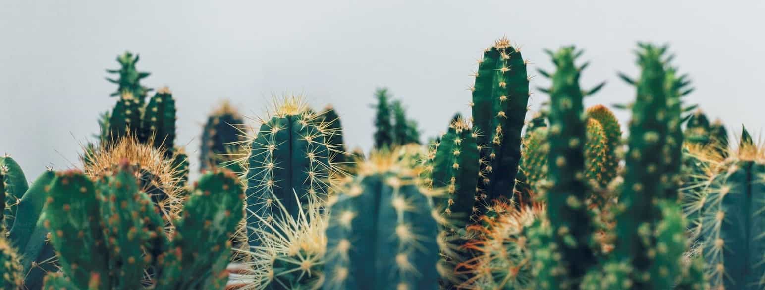 Kaktuser