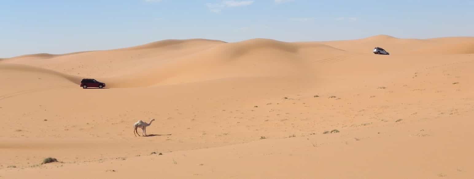 Sanddyner, Saudi-Arabia