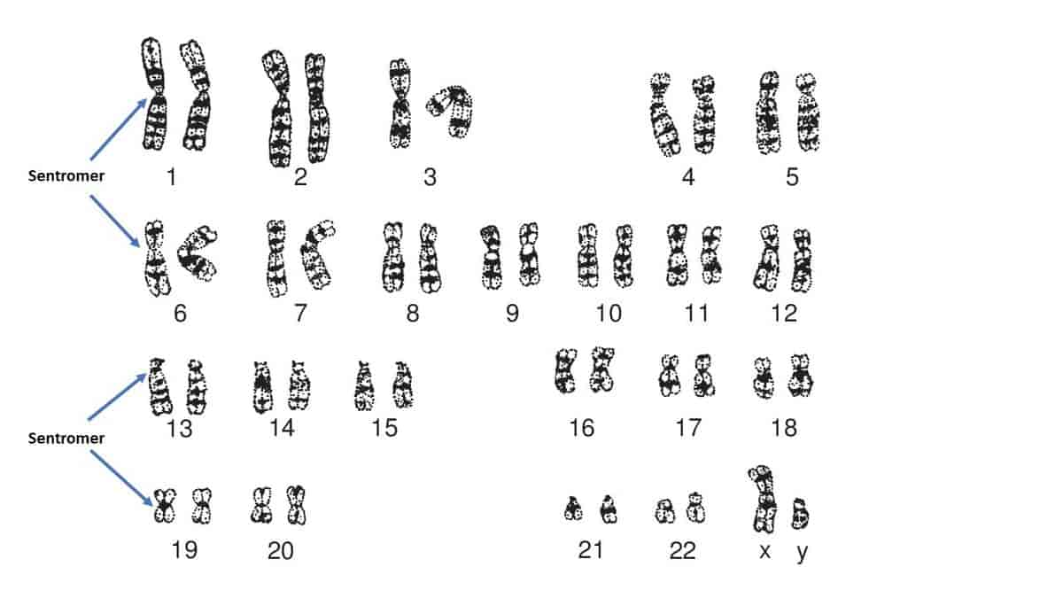 Kromosomer