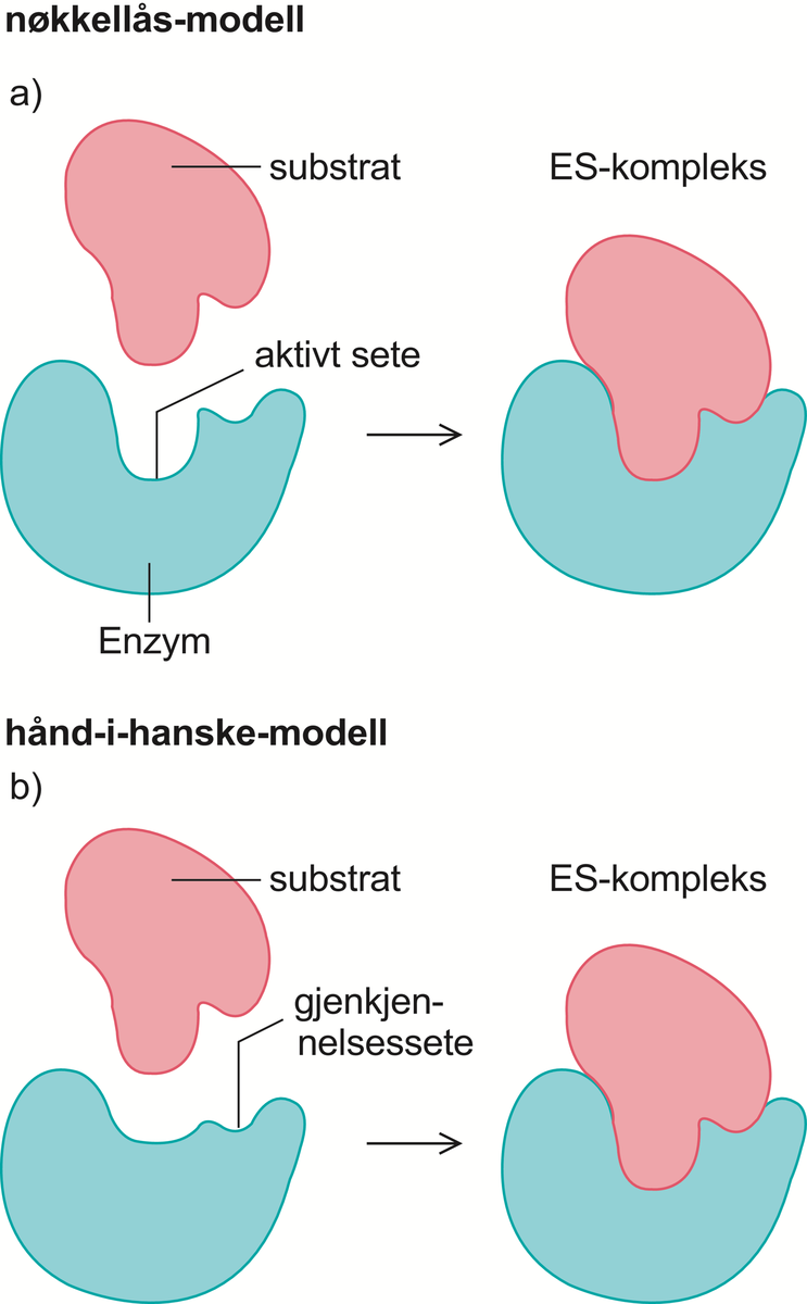 Modeller for binding av substrat til enzym.