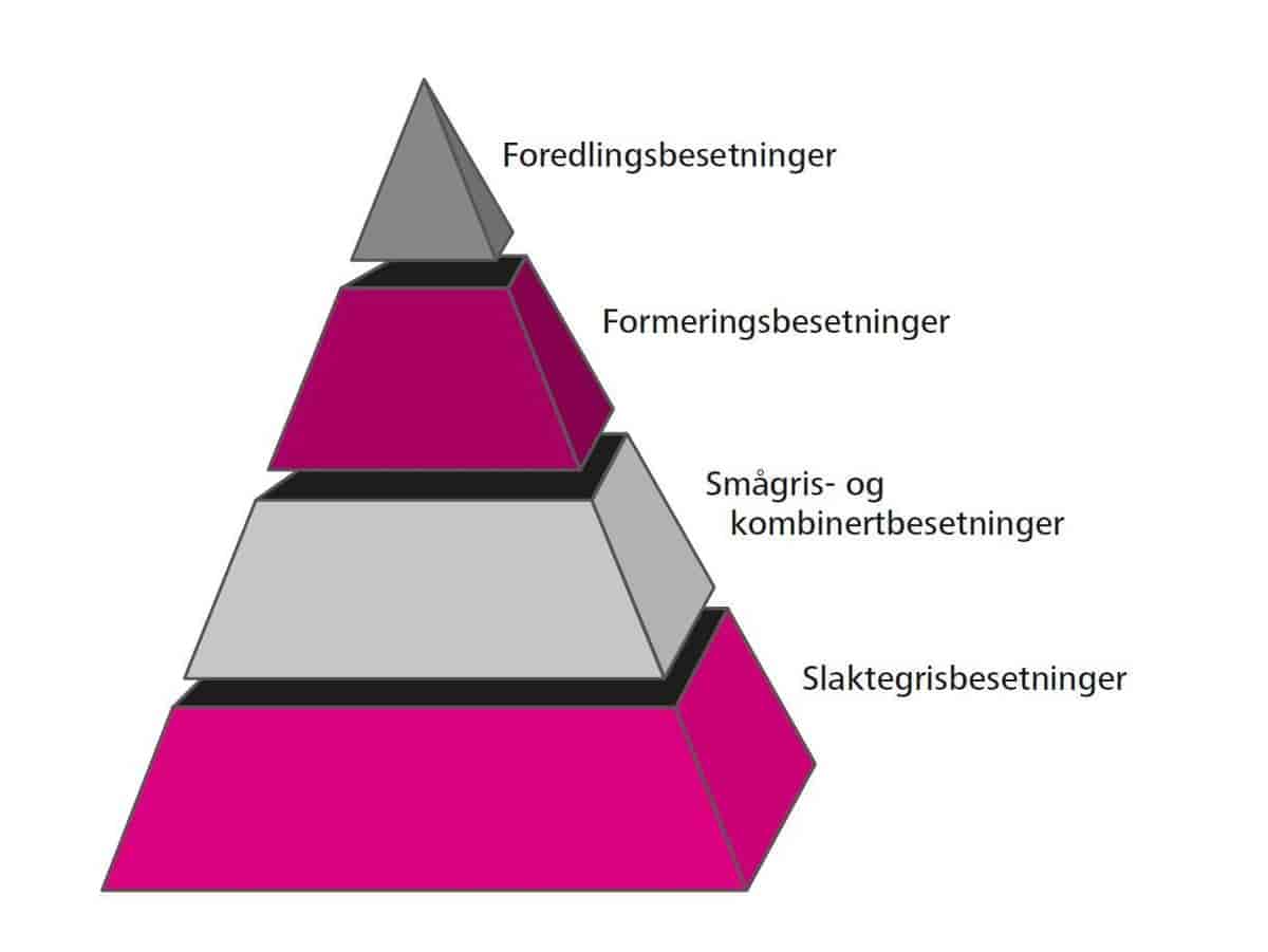 avlspyramide