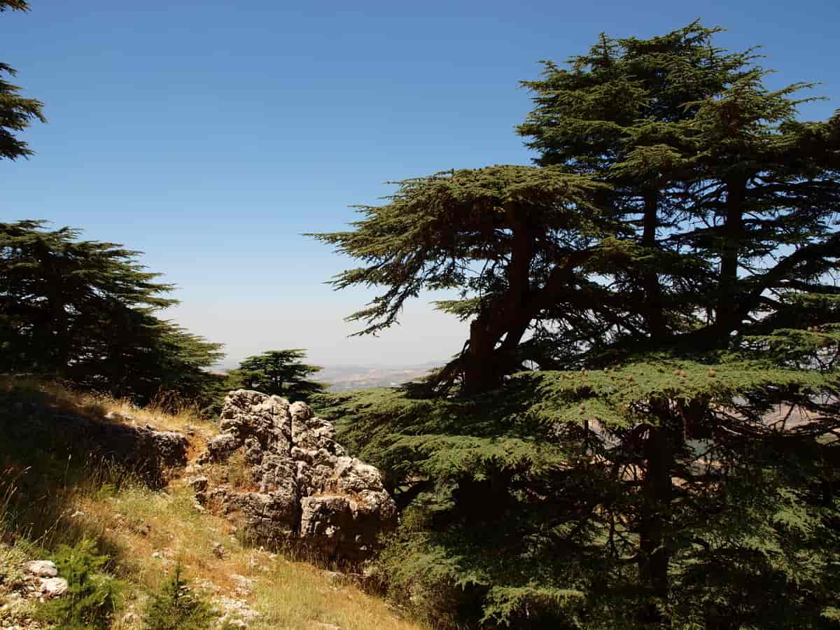 Cedrus libani i Shouf-fjella i Libanon
