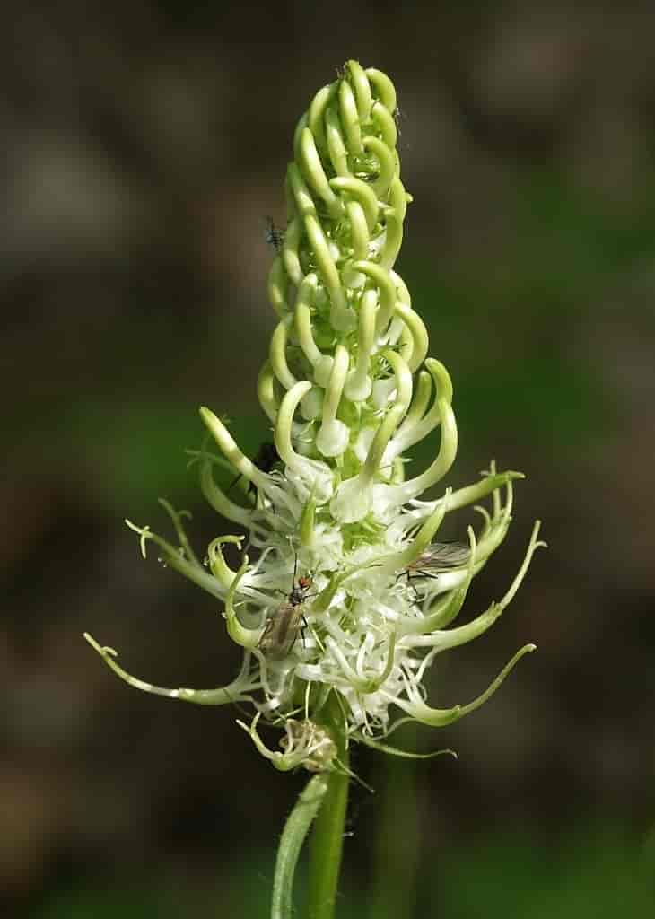 Phyteuma spicatum blomsterstand