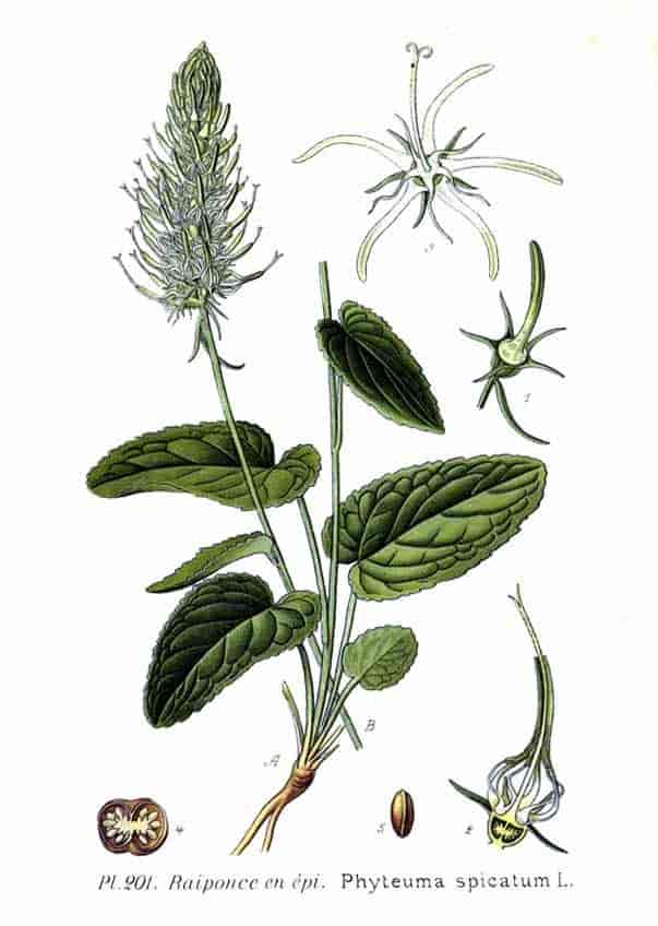 Vadderot fra A. Masclef : Atlas des plantes de France 1891