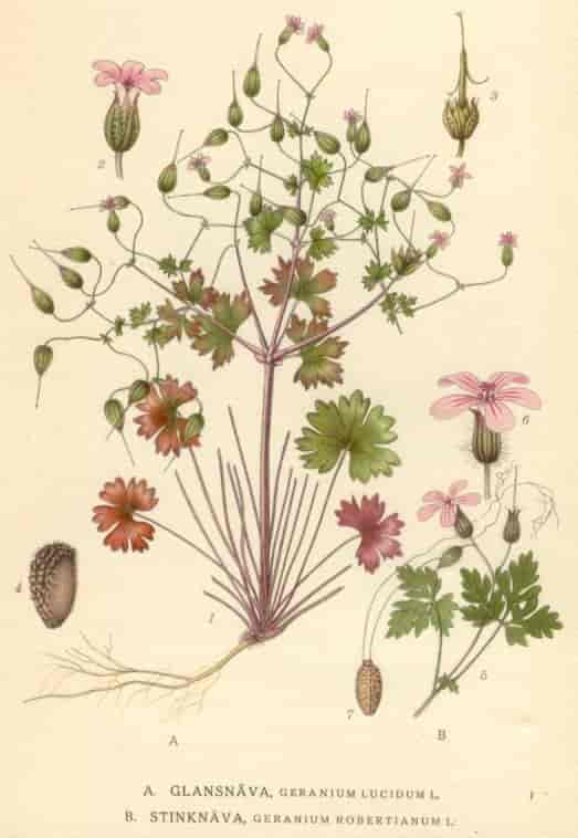 Tegninger av blankstorkenebb fra Lindmans nordiske flora