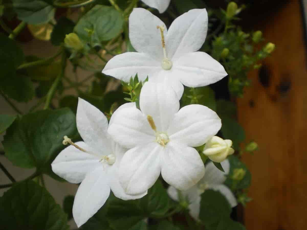 Hvit variant av Betlehemsklokke som potteplante.