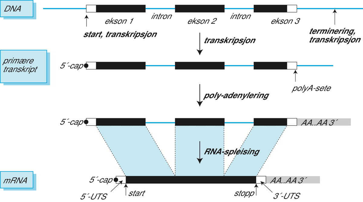 RNA-spleising