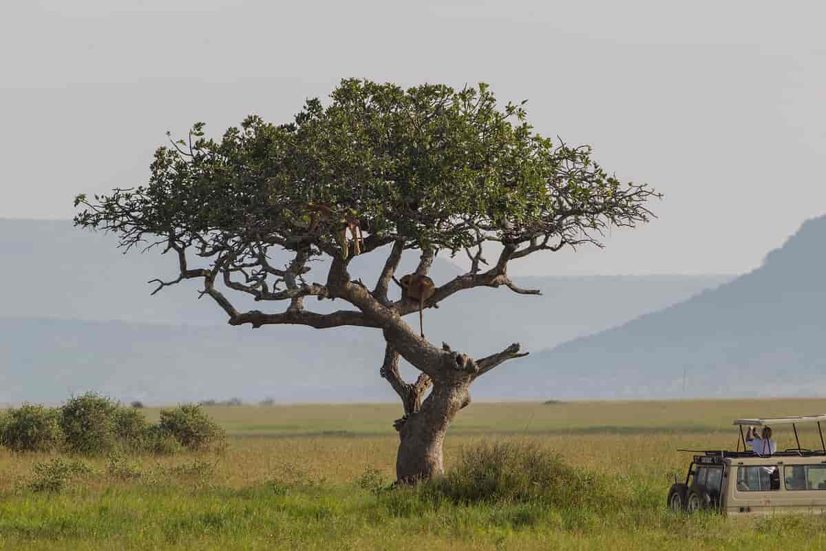 Ngorongoro naturvernområde, kjent for et rikt dyreliv.