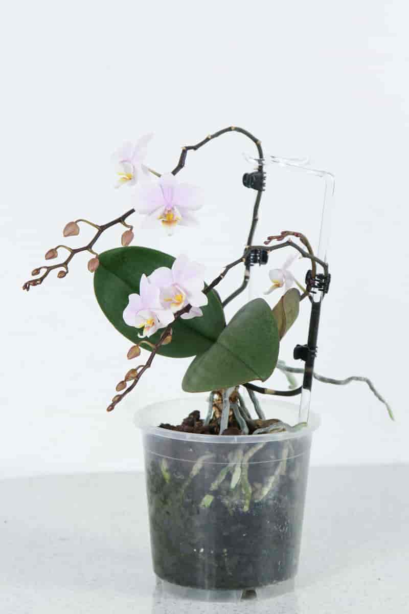 Phalaenopsis-kultivar i potte
