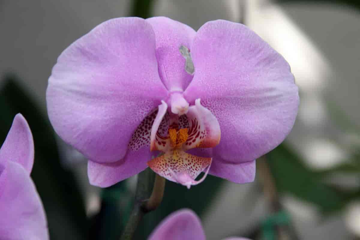 Phalaenopsis-kultivar, nærbilde av blomst