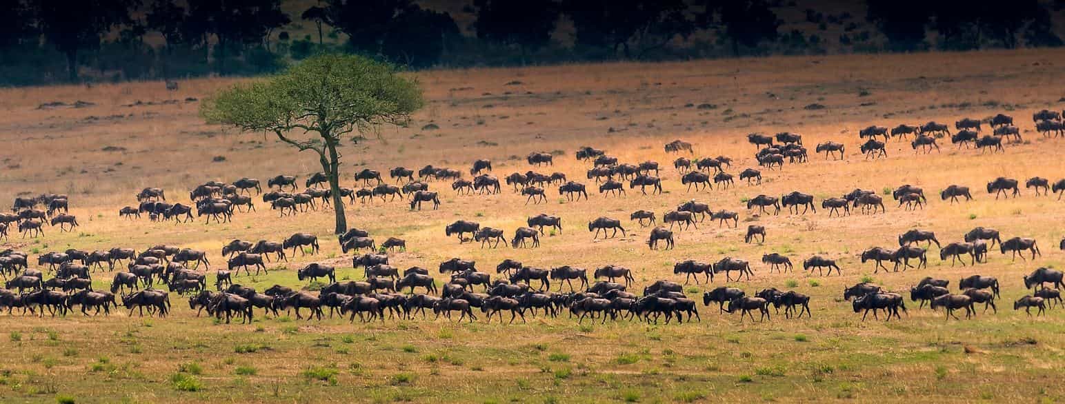 Stripegnu på vandring gjennom Serengeti