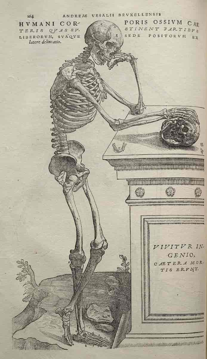 Illustrasjon fra Andreas Vesalius' De humani corporis fabrica