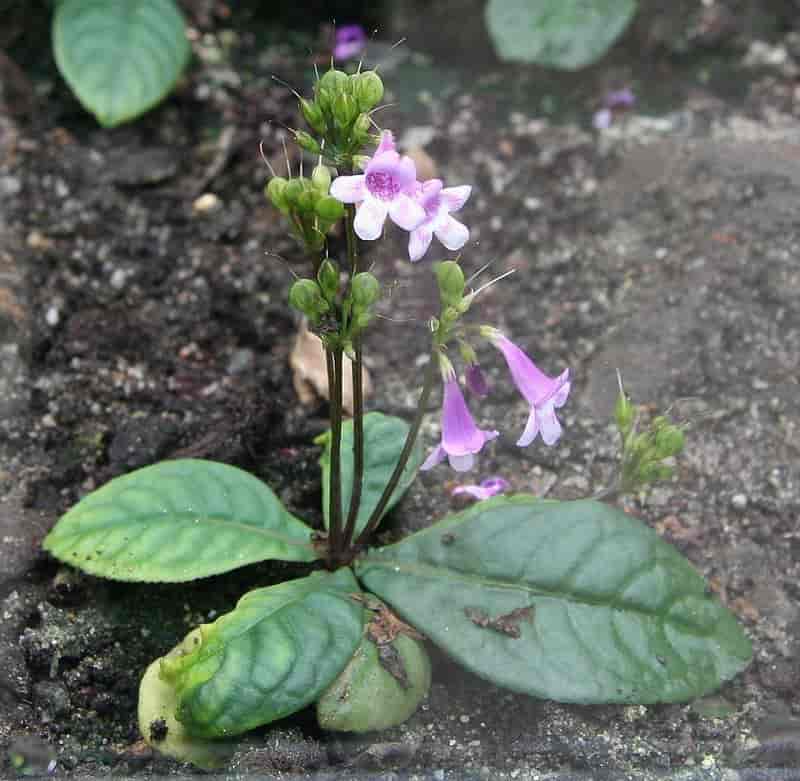 Tetranema roseum