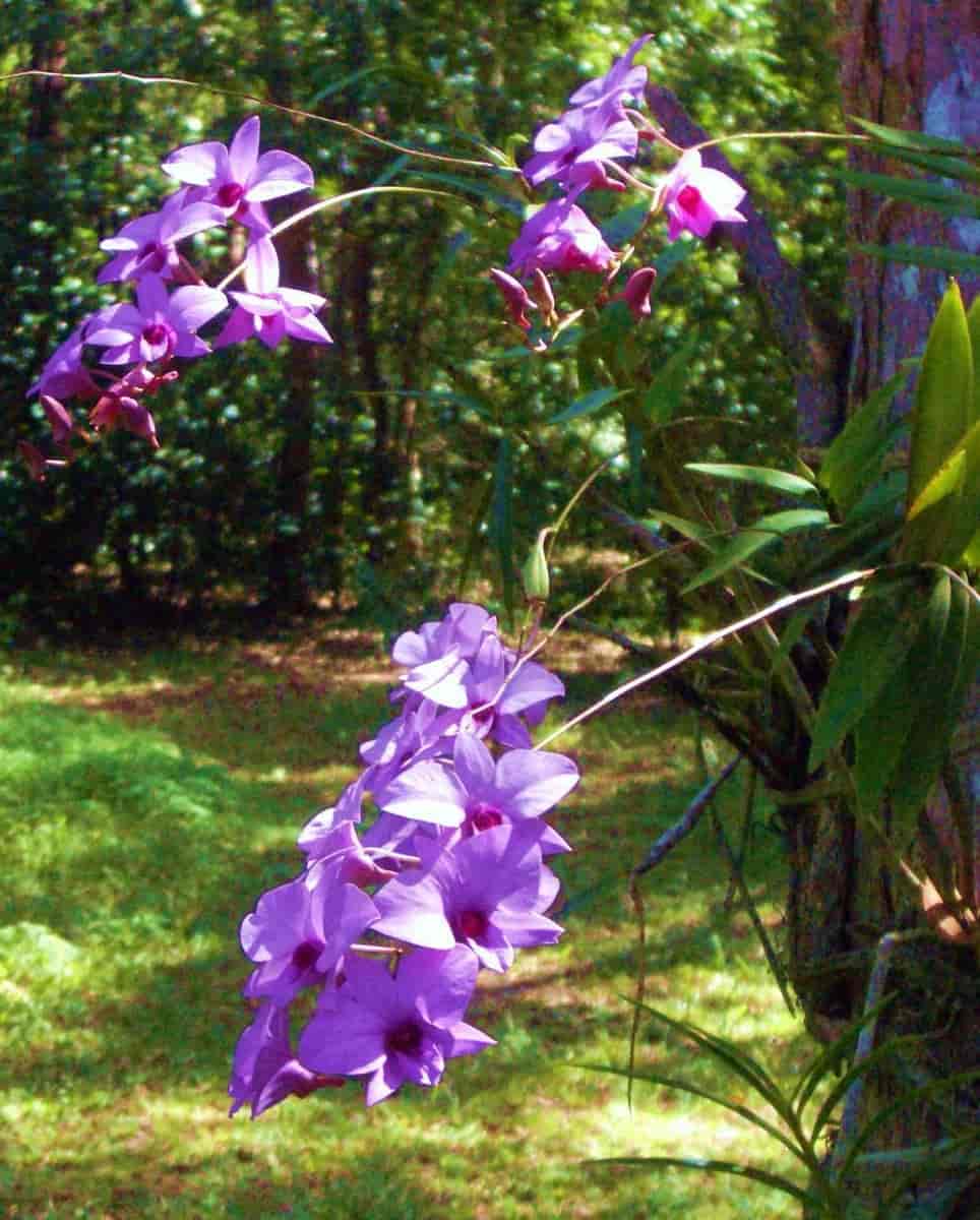 Dendrobium phalaenopsis utendørs