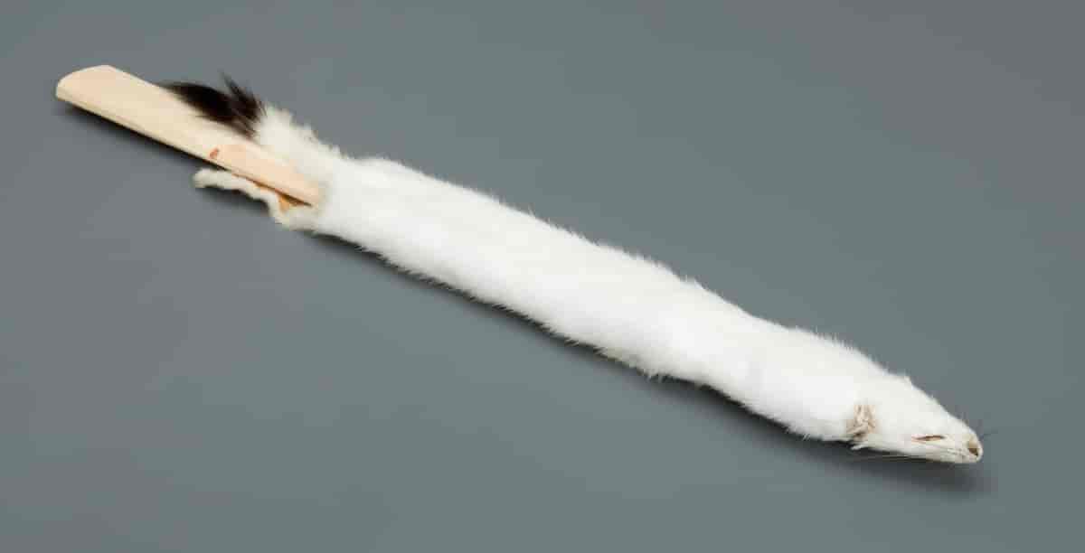 Vinterskinn av røyskatt (hermelin), oppspent på en tane