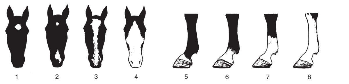 Avtegn (hest, hode og ben)