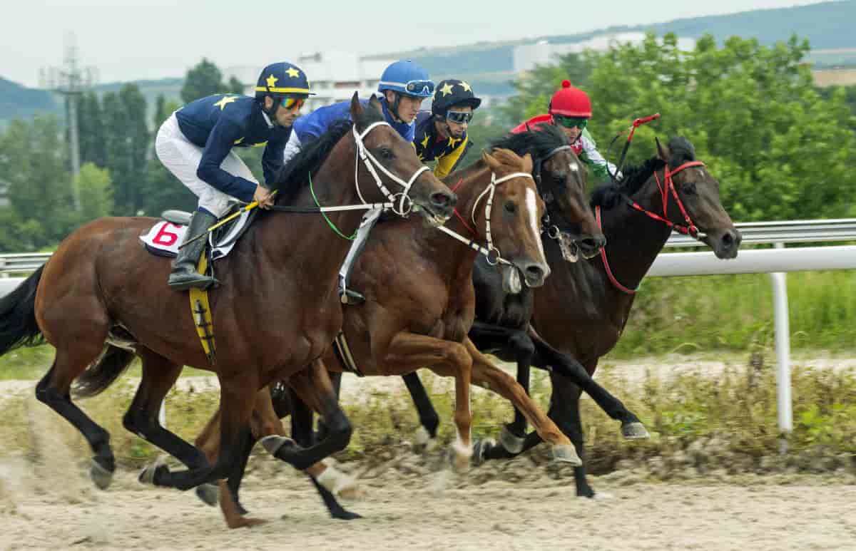 hesteveddeløp