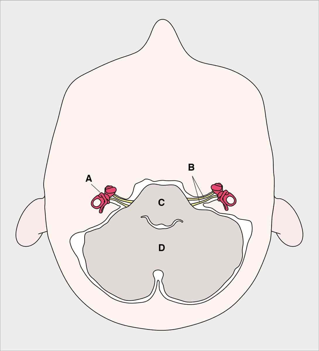 Balanseorganets plassering i hodet