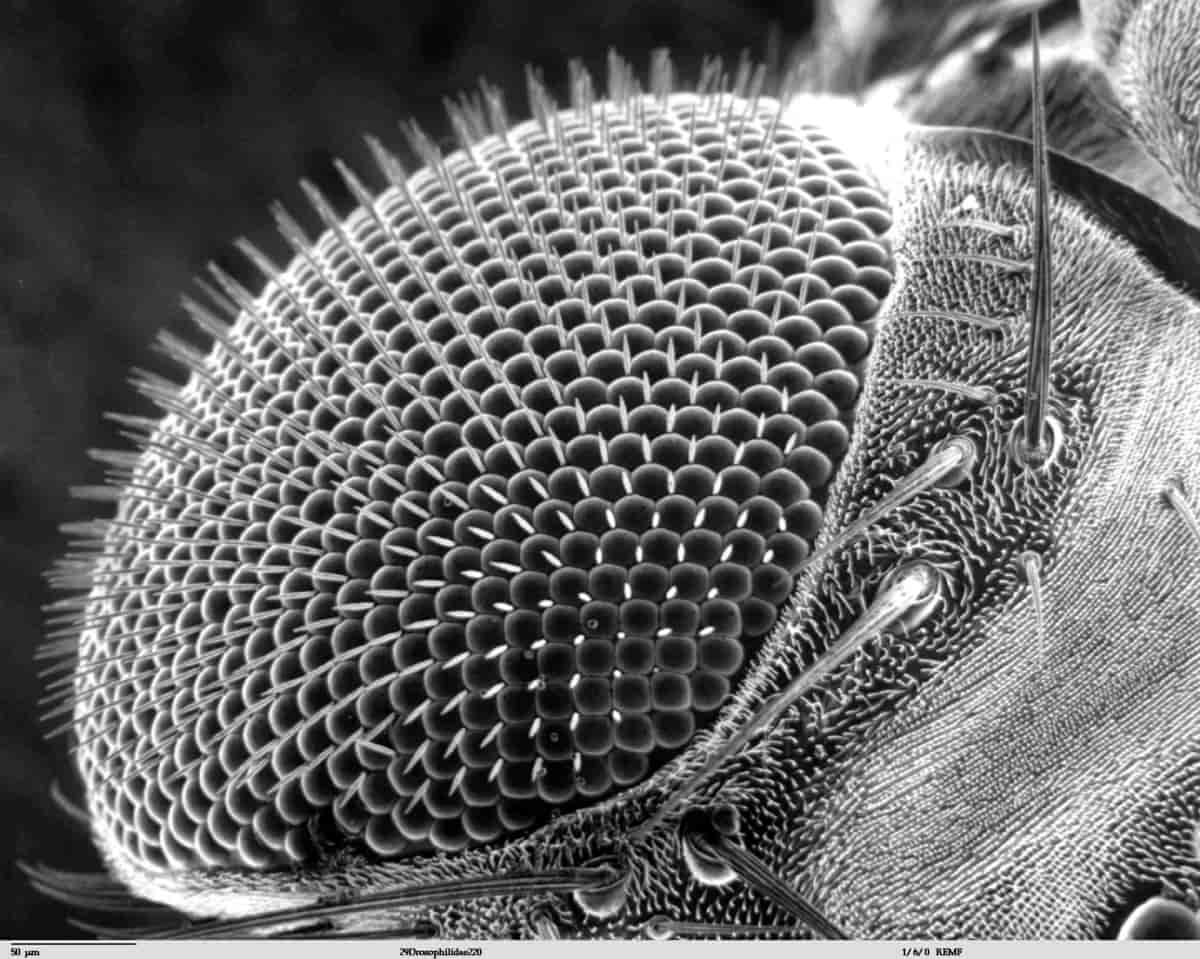 Fasettøye hos Drosophila melanogaster