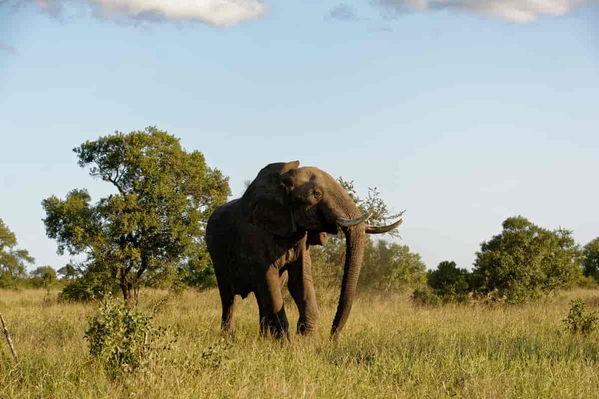 Elefant, Kruger nasjonalpark