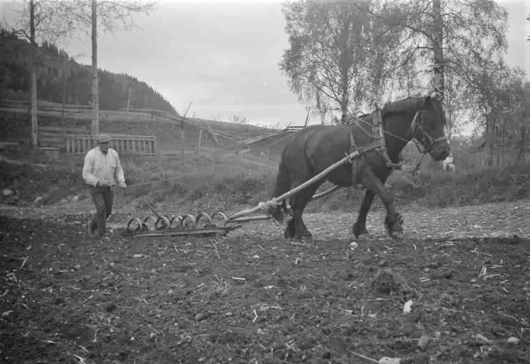 Harving med fjørharv i Gausdal ca. 1960