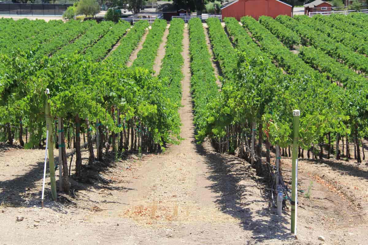 Vinranker i Monterey
