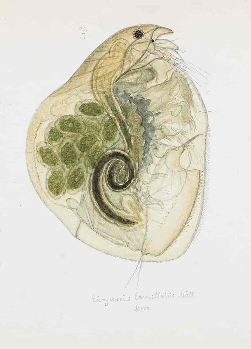 Linsekreps, Eurycercus lamellatus