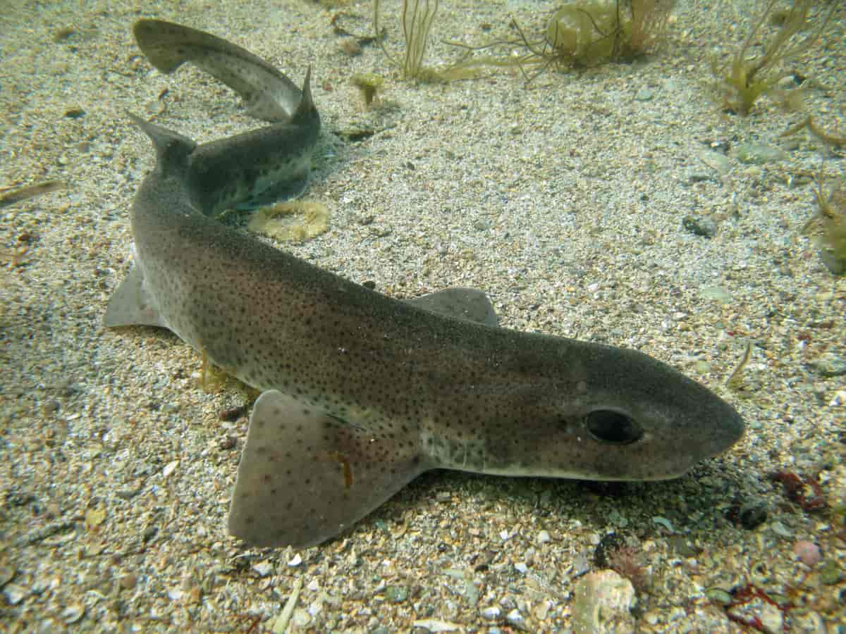 Рыба катран. Катран акула черного моря. Акула Кошачья – Scyliorhinus canicula. Черноморская акула Катран. Акула Катран Балтийское море.