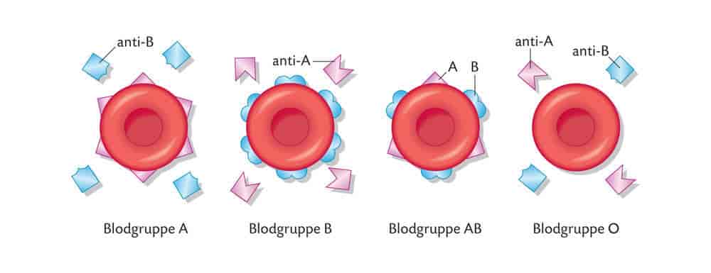ABO antigen og antistoff