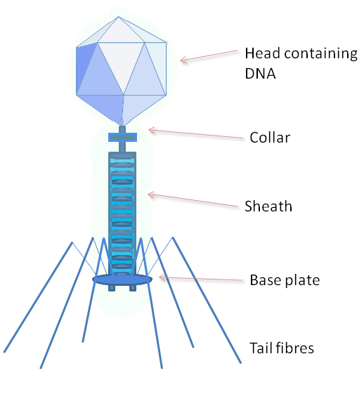 Illustrasjonen viser oppbygningen av en bakteriofag, med hode av protein, en kontraktil hale festet til en plate, samt halefibre.