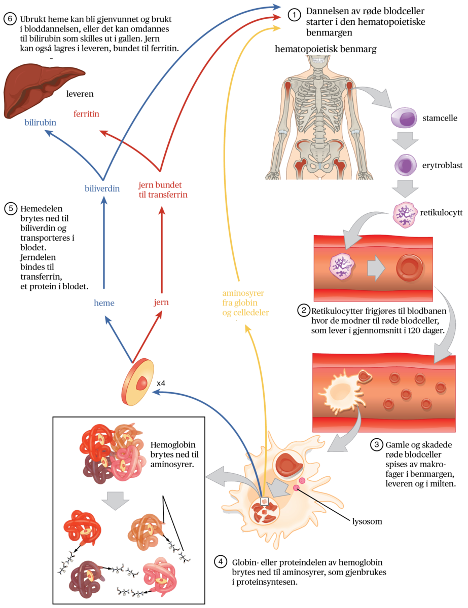 Livssyklus til røde blodceller