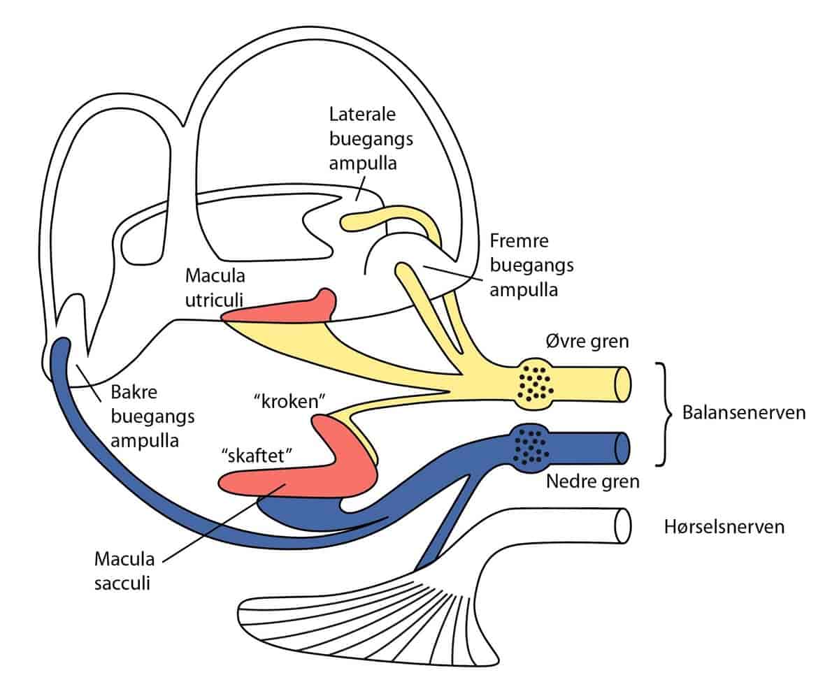 Balansenerven i det indre øret