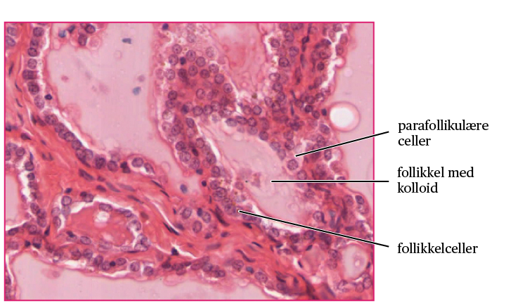 Skjoldbruskkjertelens mikroskopiske anatomi