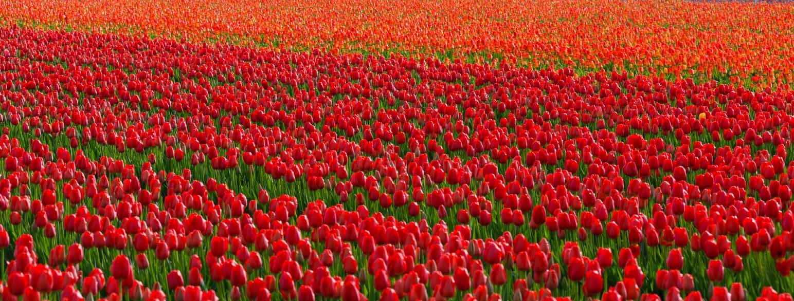 Nederlandske tulipaner